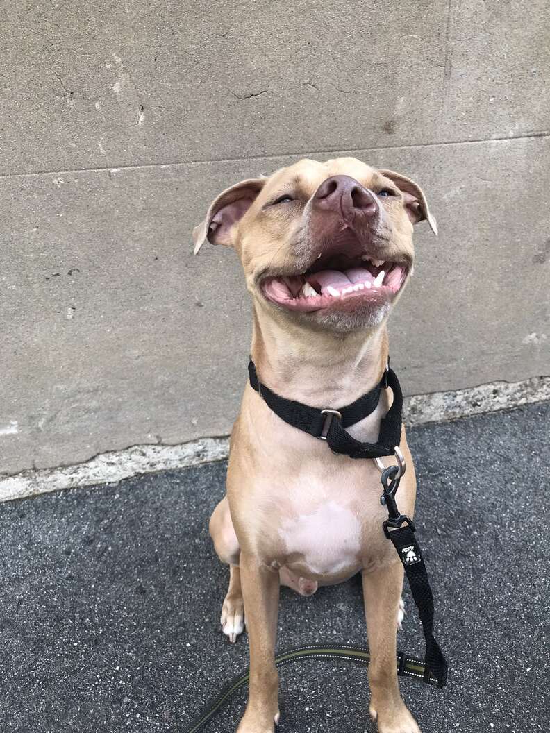 dog with twisted nose