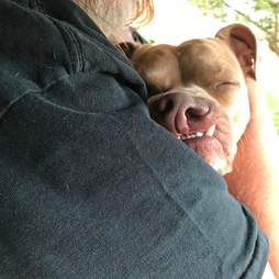 dog with twisted nose