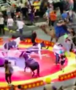 Circus camel in Pittsburgh panics while giving child ride