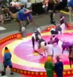 Circus camel panics at performance in Pittsburgh