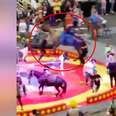 Circus camel panics during performance in Pittsburgh