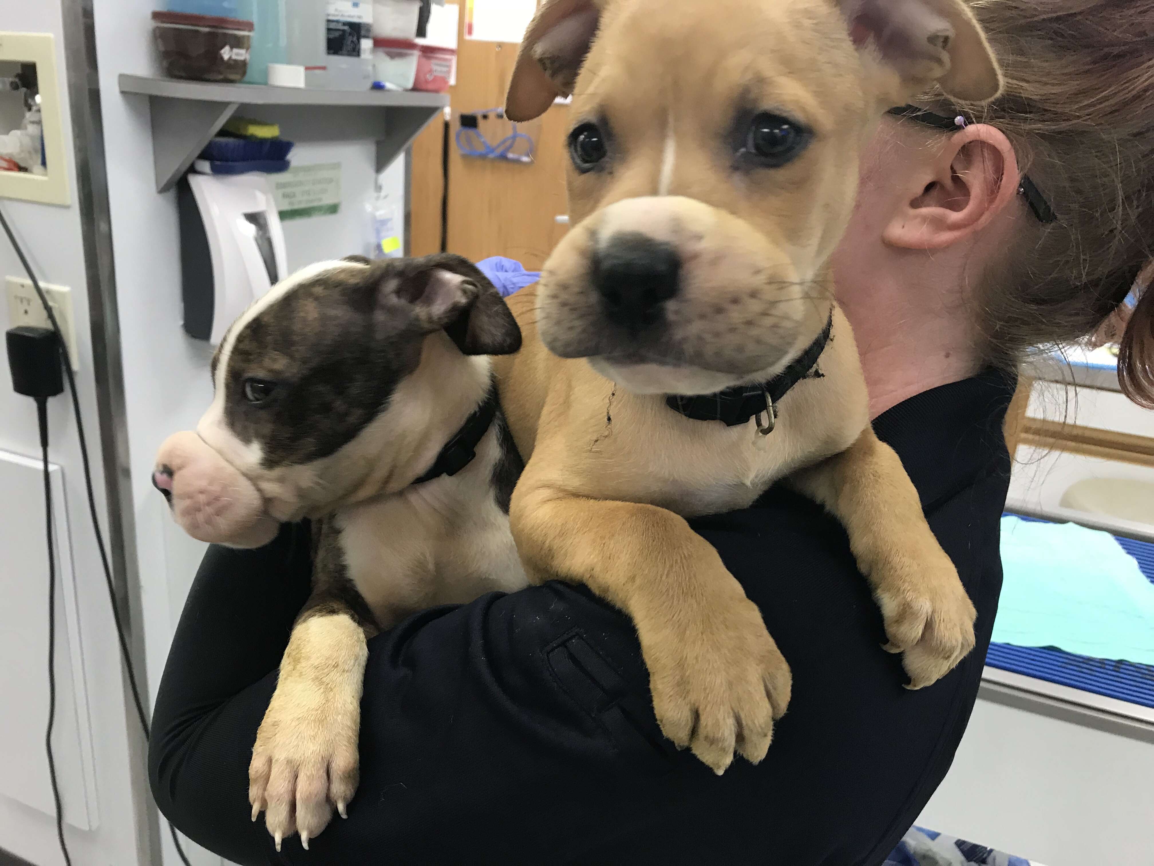 Puppies with rubber bands on their noses