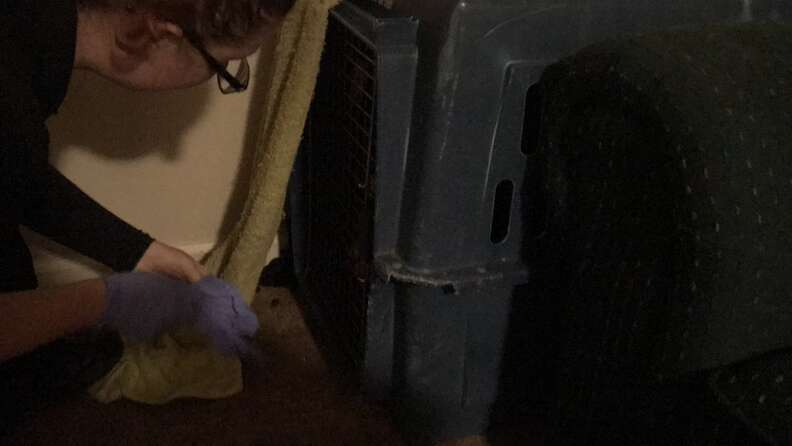 Puppies Found With Hair Ties Wrapped Around Mouth Were So Happy To See Rescuers - Breaking USA News