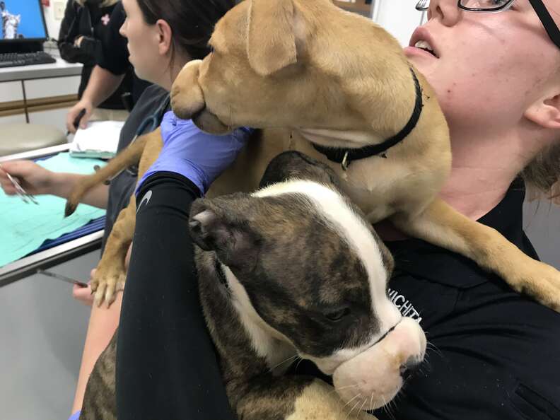 Puppies Found With Hair Ties Wrapped Around Mouth Were So Happy To See Rescuers - Breaking USA News