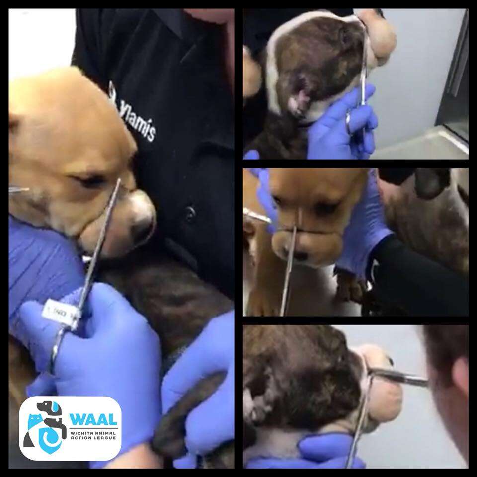 Vet removed hair ties from around dogs' noses