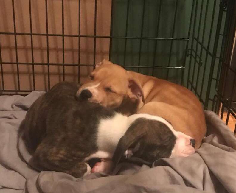 Puppies sleep together in their foster home
