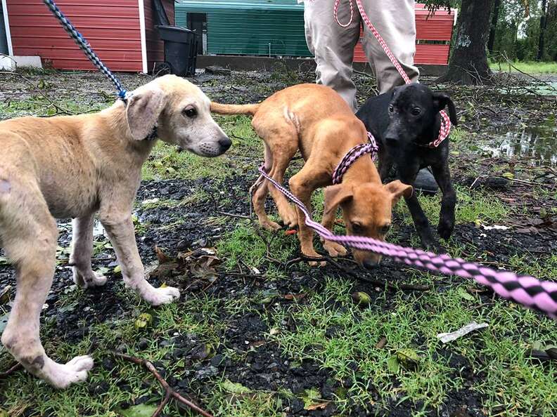 Dogs rescued during hurricane