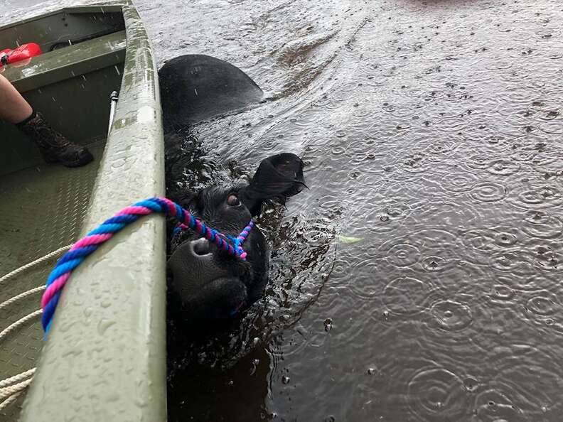Cow being pulled by boat through floodwaters