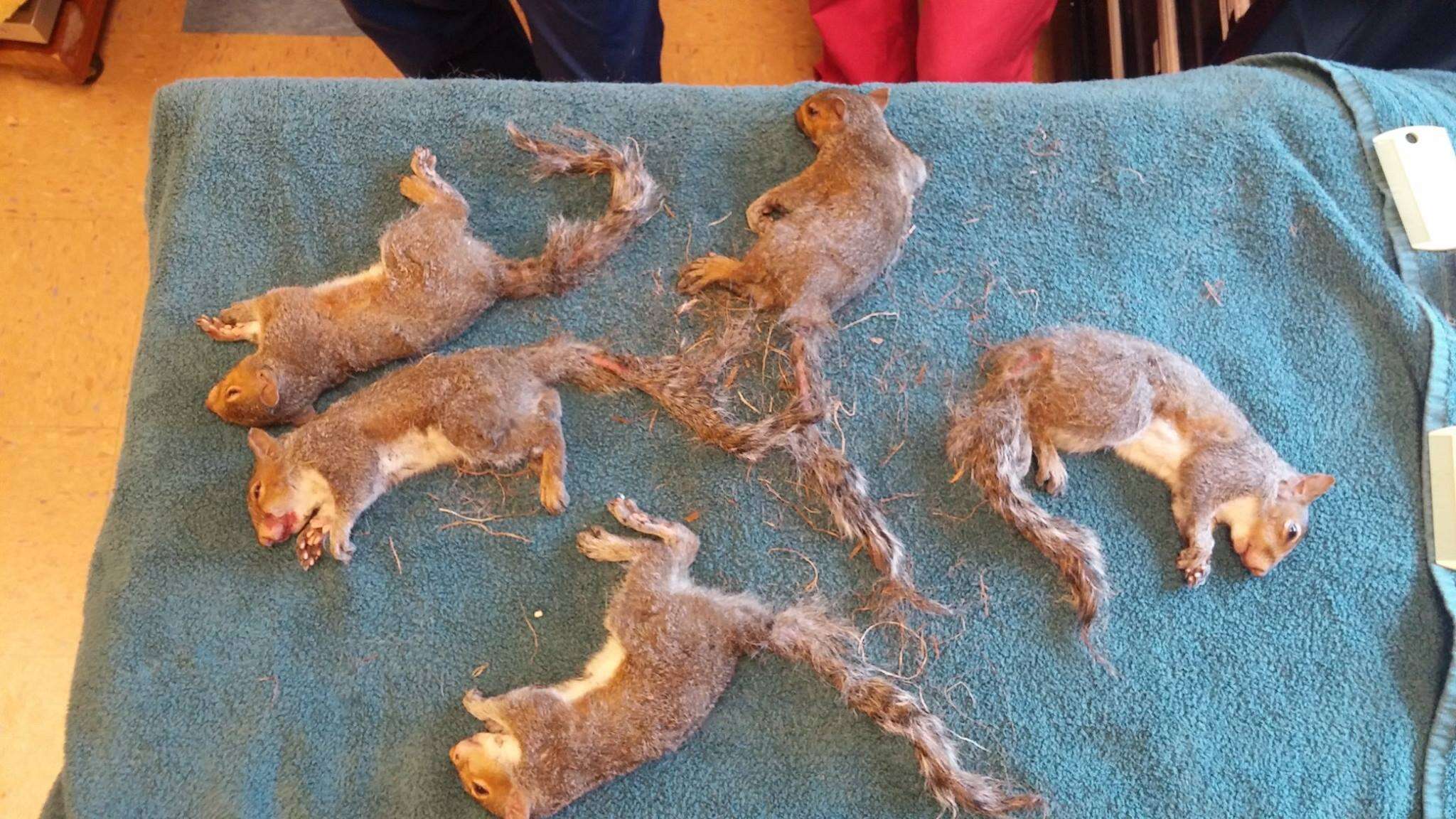 five squirrel tails were untangled