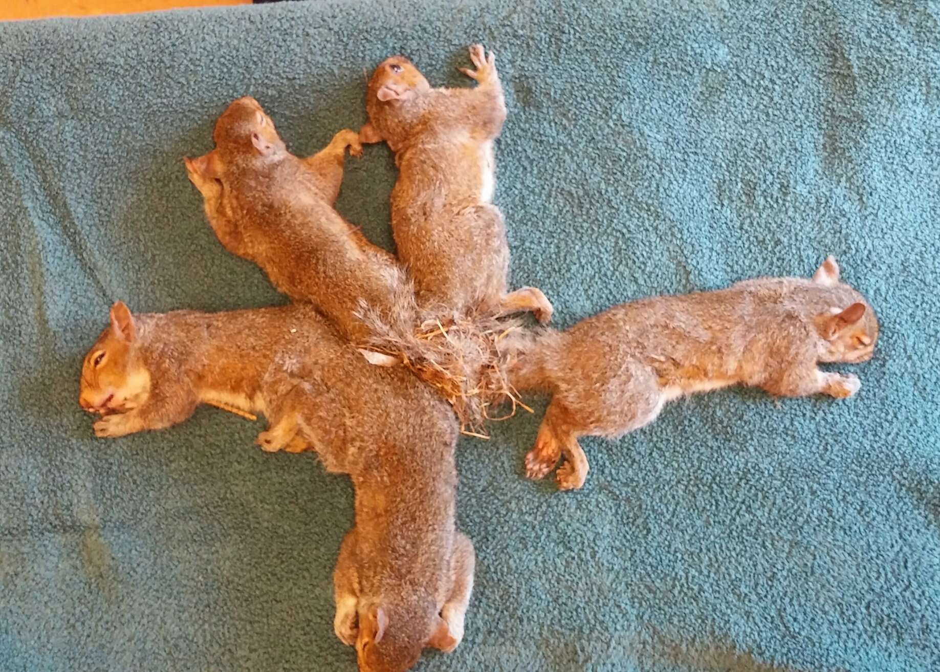 five squirrels with tangled tails in Wisconsin