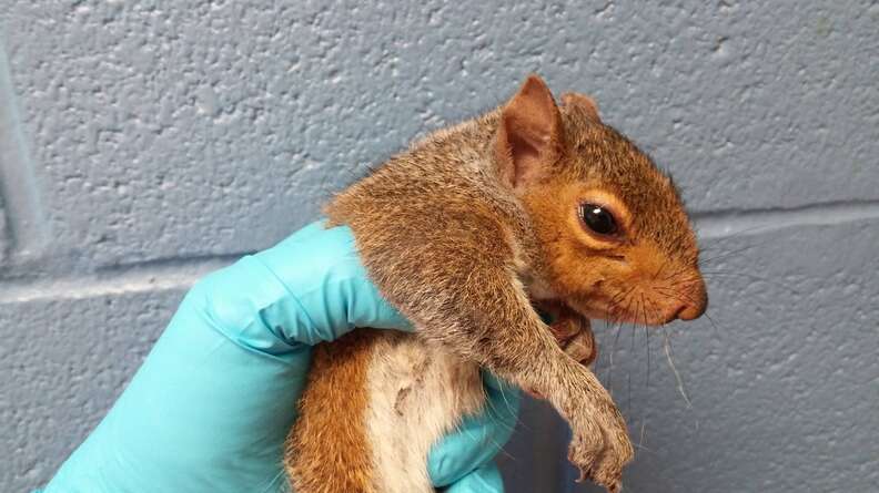 Squirrel free of her siblings recuperating