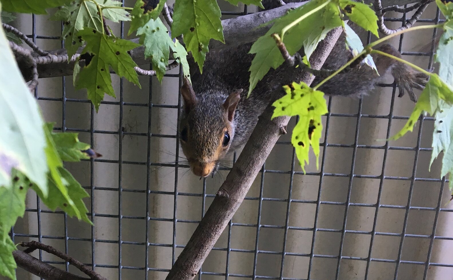 Five Squirrels With Tangled Tails Find The Best People To Help The Dodo
