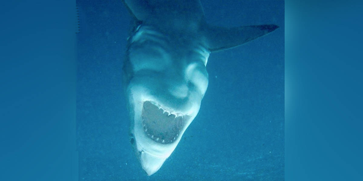 Photo Of A Great White Shark Looks Just Like A Joker Face - The Dodo