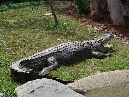 Texas Grandmother Kills Huge Gator Who Killed Her Miniature Horse ...