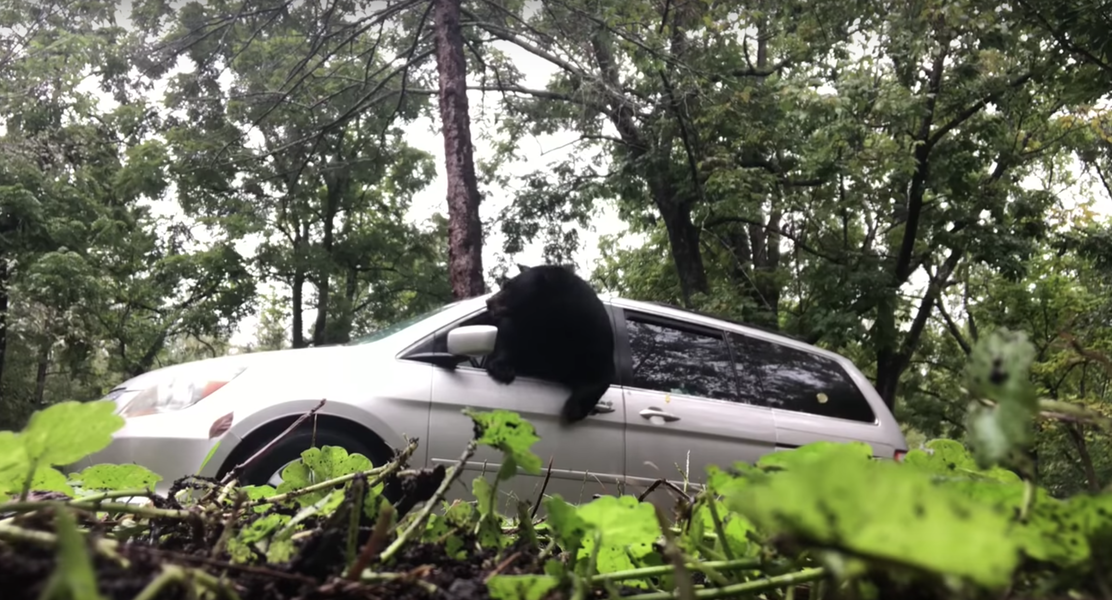 Bear Trapped in Minivan Smashes Its Way Out the Window - Thrillist