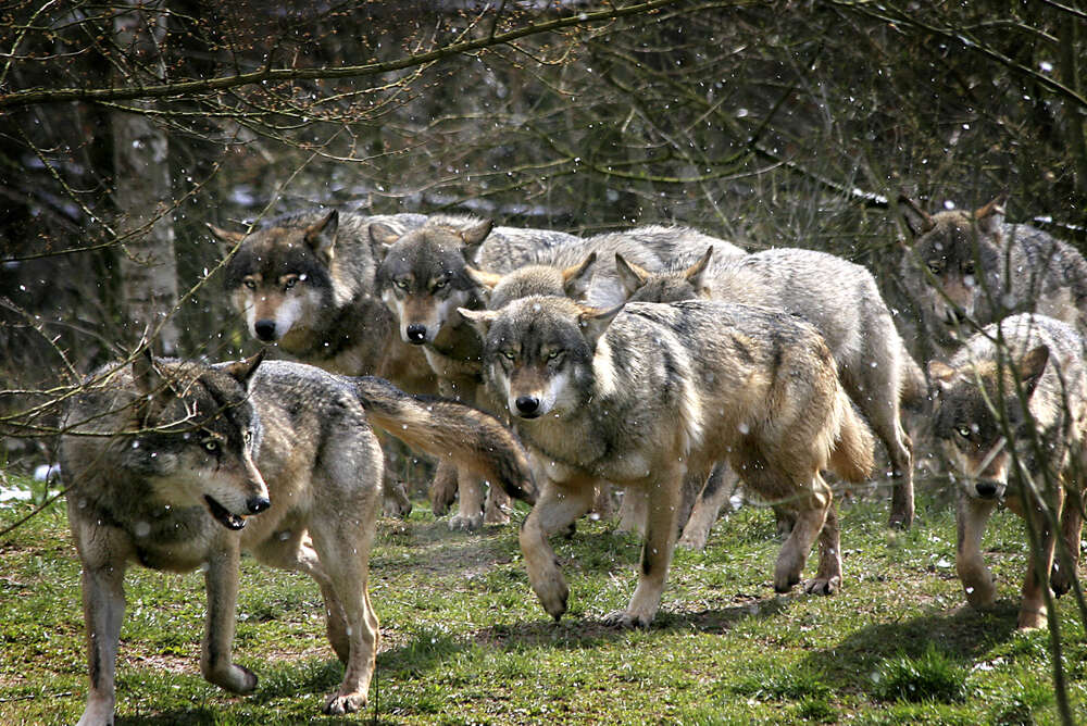 Gray wolf pack