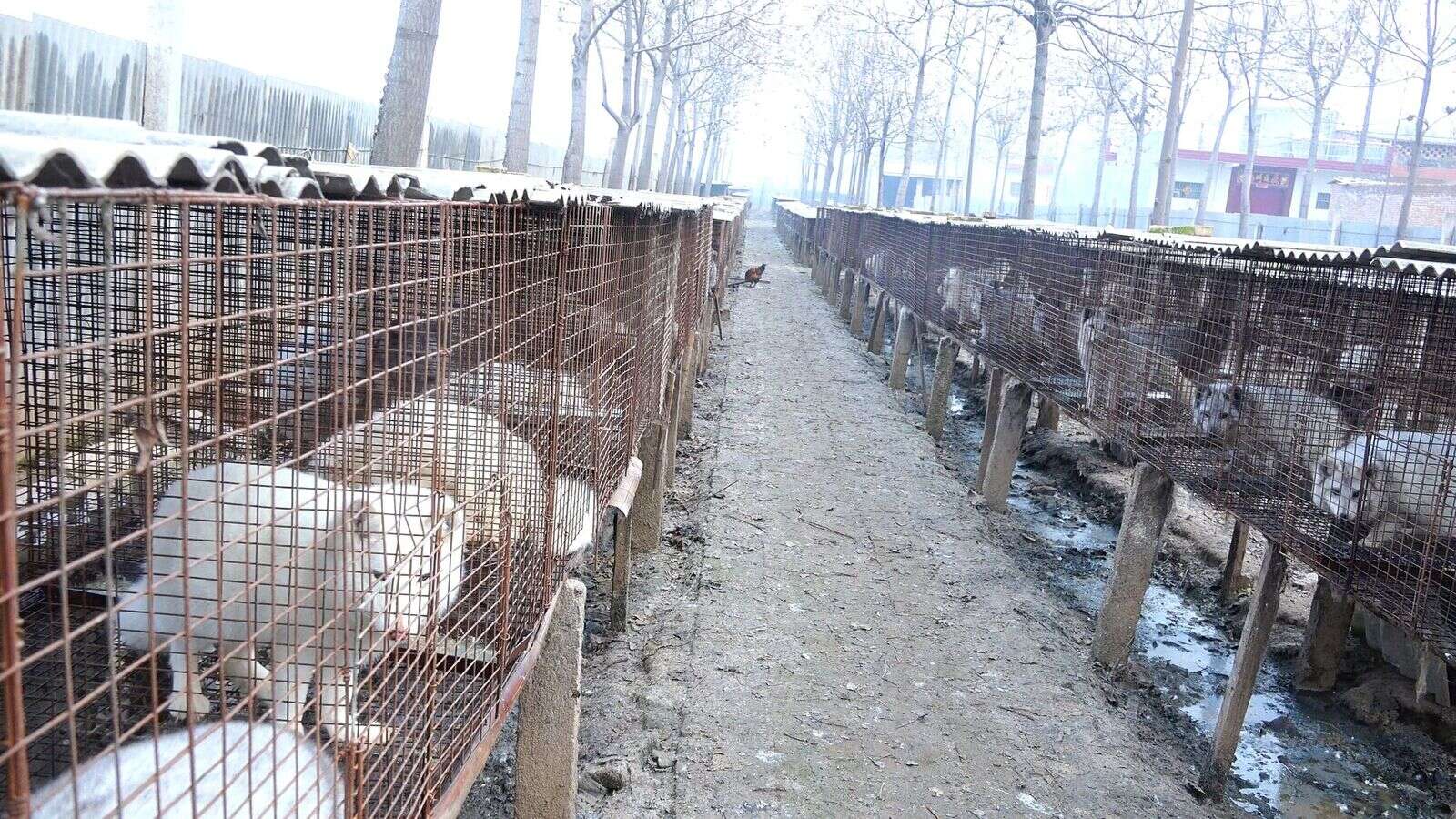 Animals in cages at fur farm