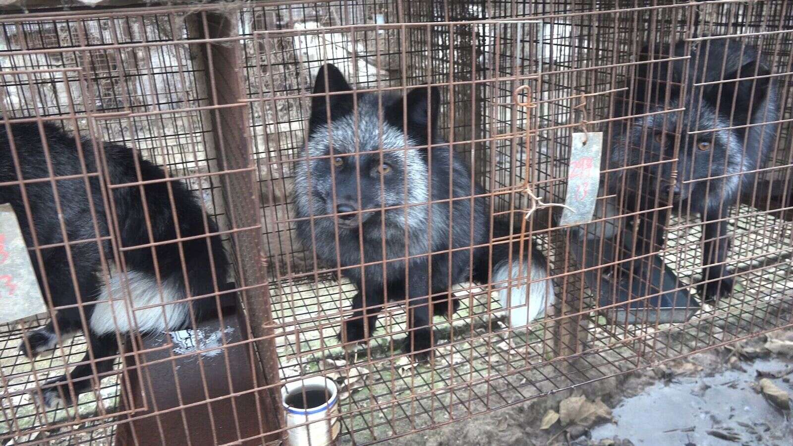 Animals in cages at fur farm