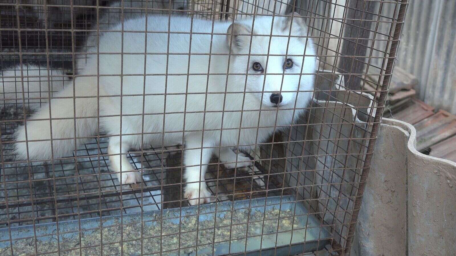 Animal in cage at fur farm