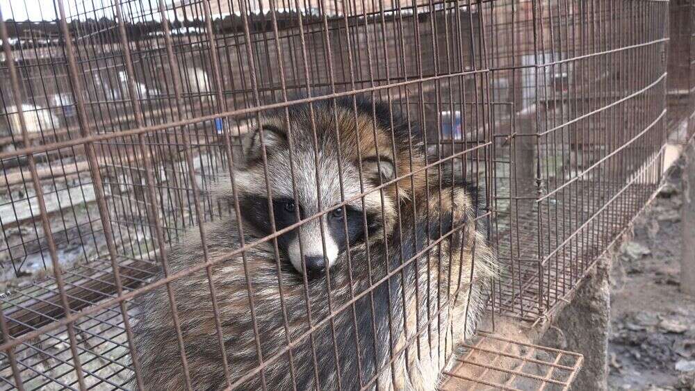 Scared animal in cage at fur farm