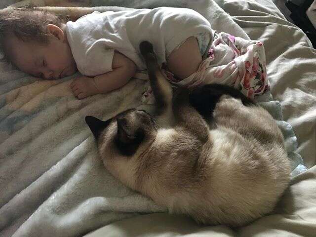 Former stray cat cuddles with newborn baby