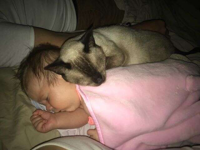 Former stray cat cuddles with newborn baby