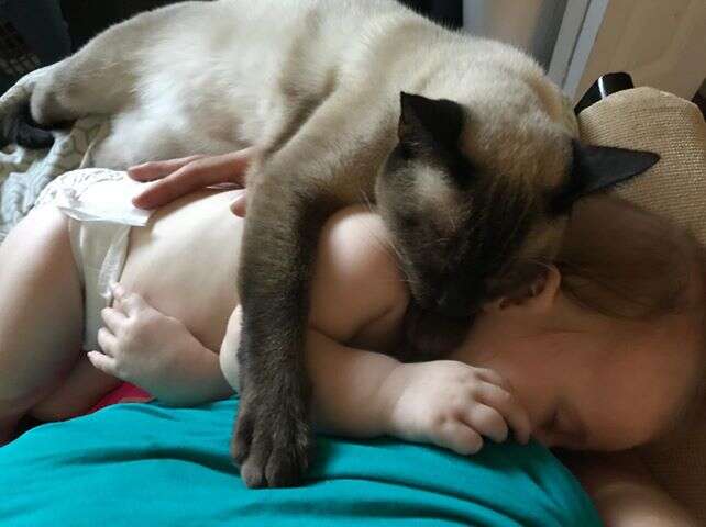 Former stray cat cuddles with newborn baby