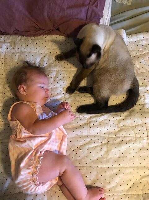 Former stray cat cuddles with newborn baby