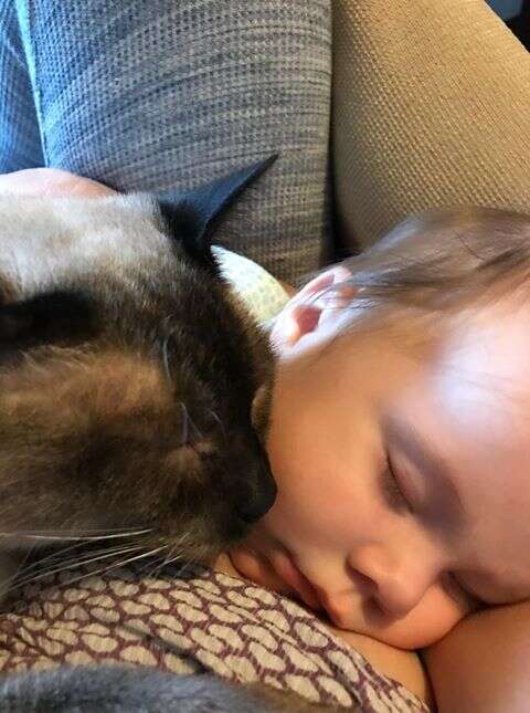 Former stray cat cuddles with newborn baby