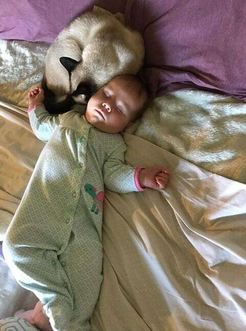 Former stray cat cuddles with newborn baby