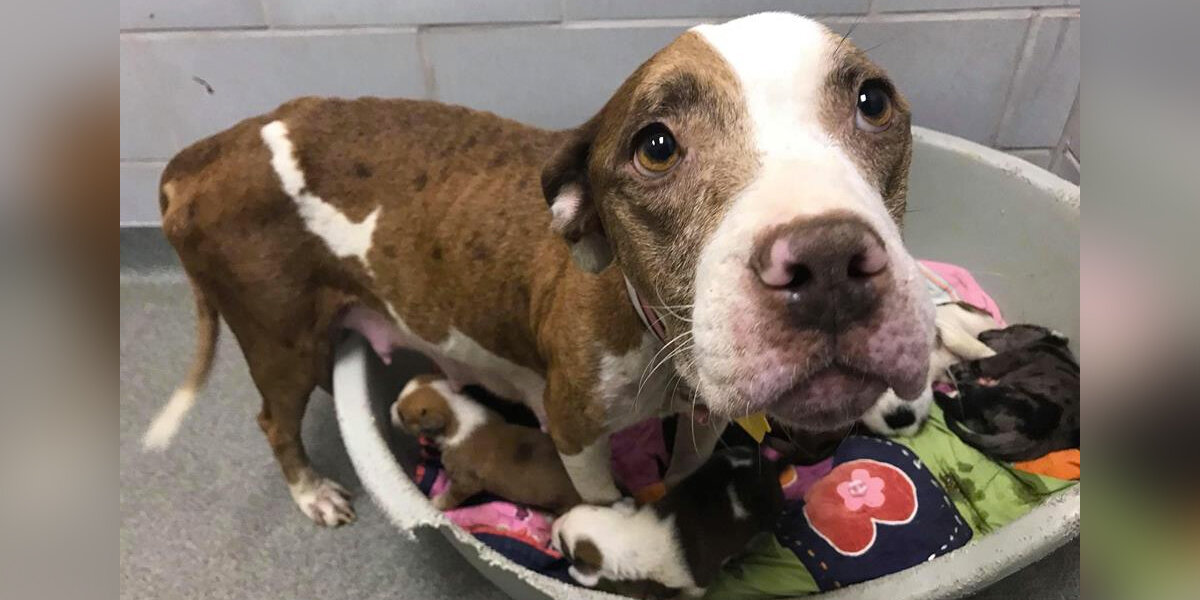 Starving Mother Dog Dropped At Shelter With Her 10 Puppies - The Dodo