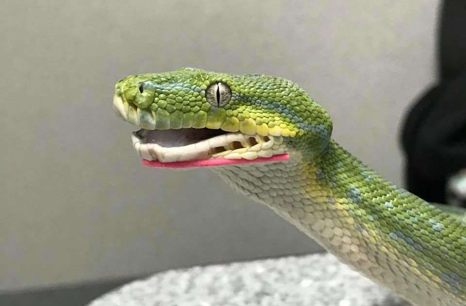 Snake Named Toothless Got Braces to Fix Her Broken Jaw - Thrillist