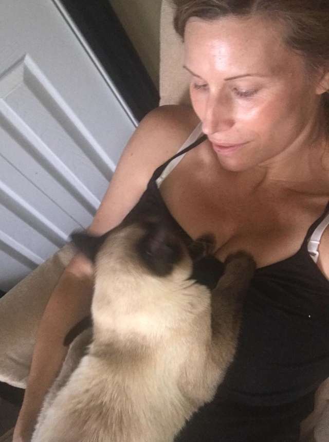 Stray Siamese cat snuggling with rescuer