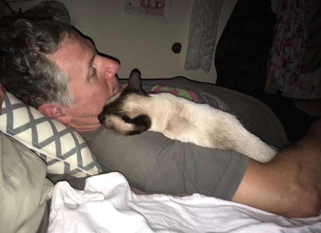 Stray cat snuggling with man