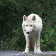 Young gray wolf