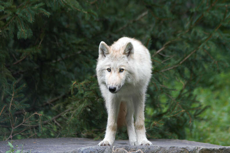 young gray wolf