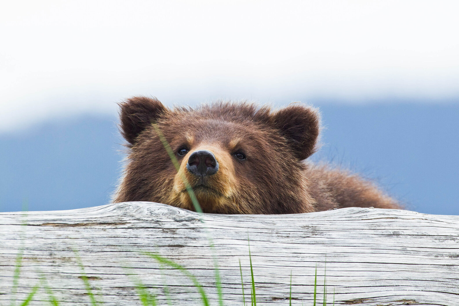 The Best Cruise Excursions and Things to Do in Juneau - Thrillist