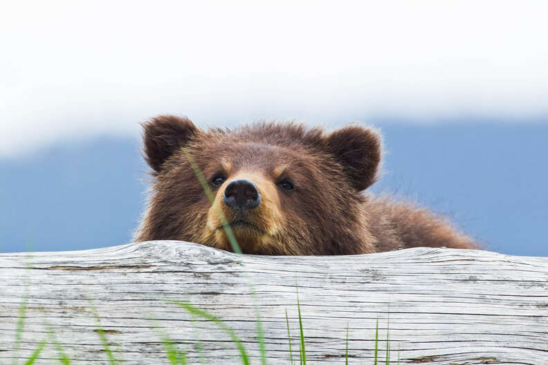 Brown Bear Cub in Admiralty Island, Southeast Alaska
