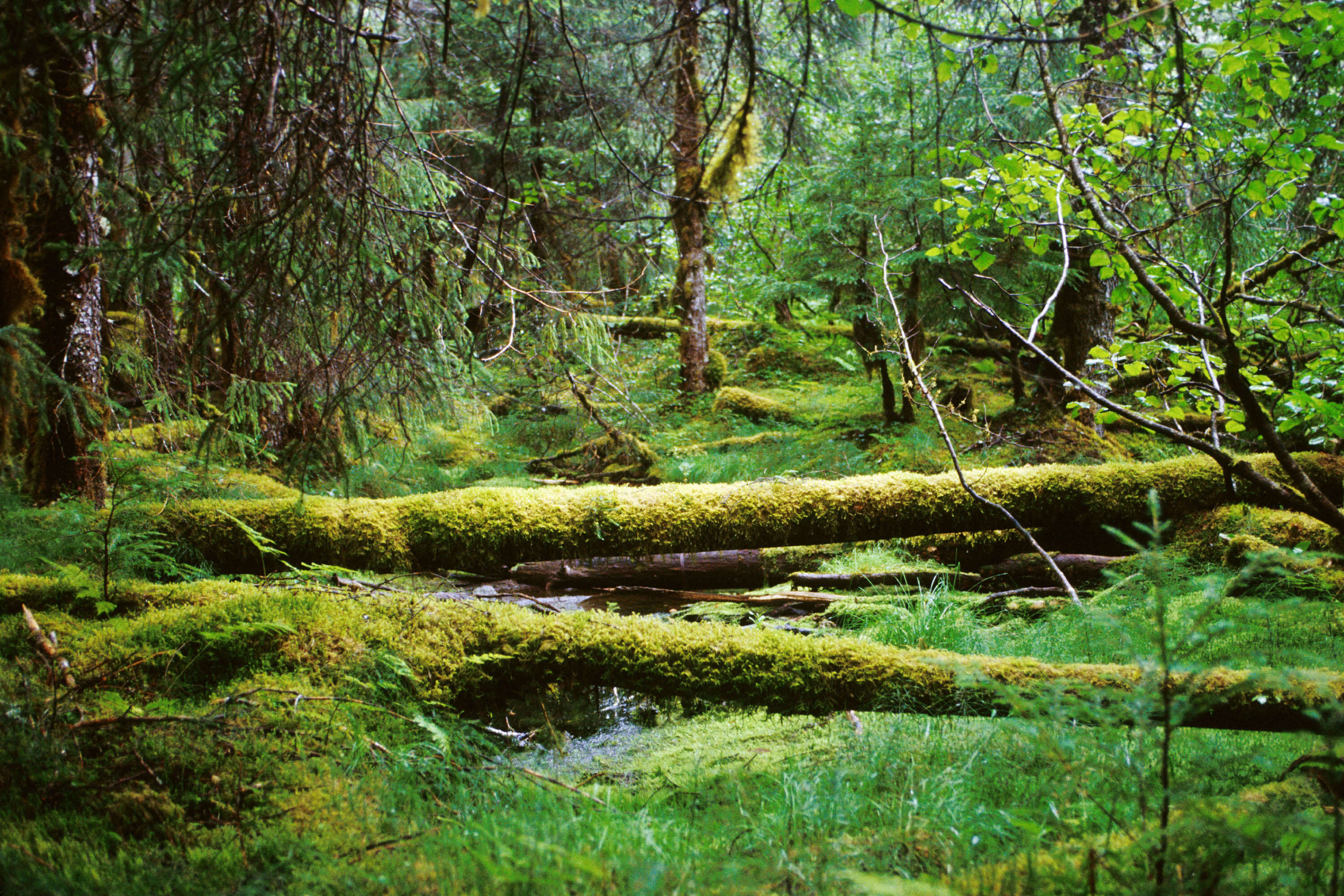 The Herbert Glacier Trail Rainforest
