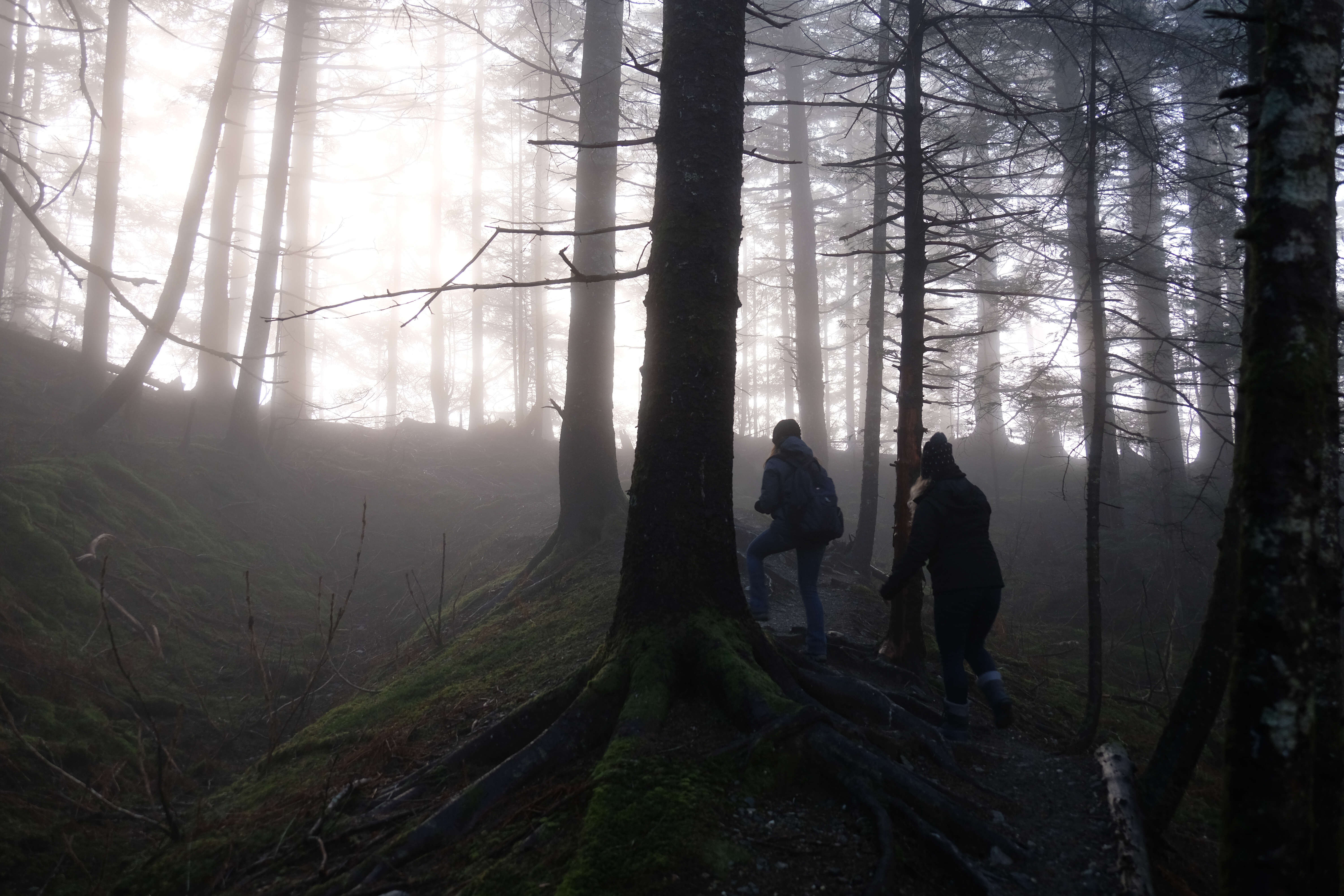 Hikers in the lower canopy of Mount Roberts