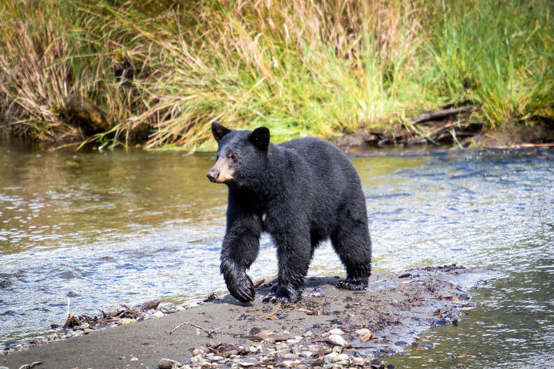 A Black Bear wanders through Steep Creek