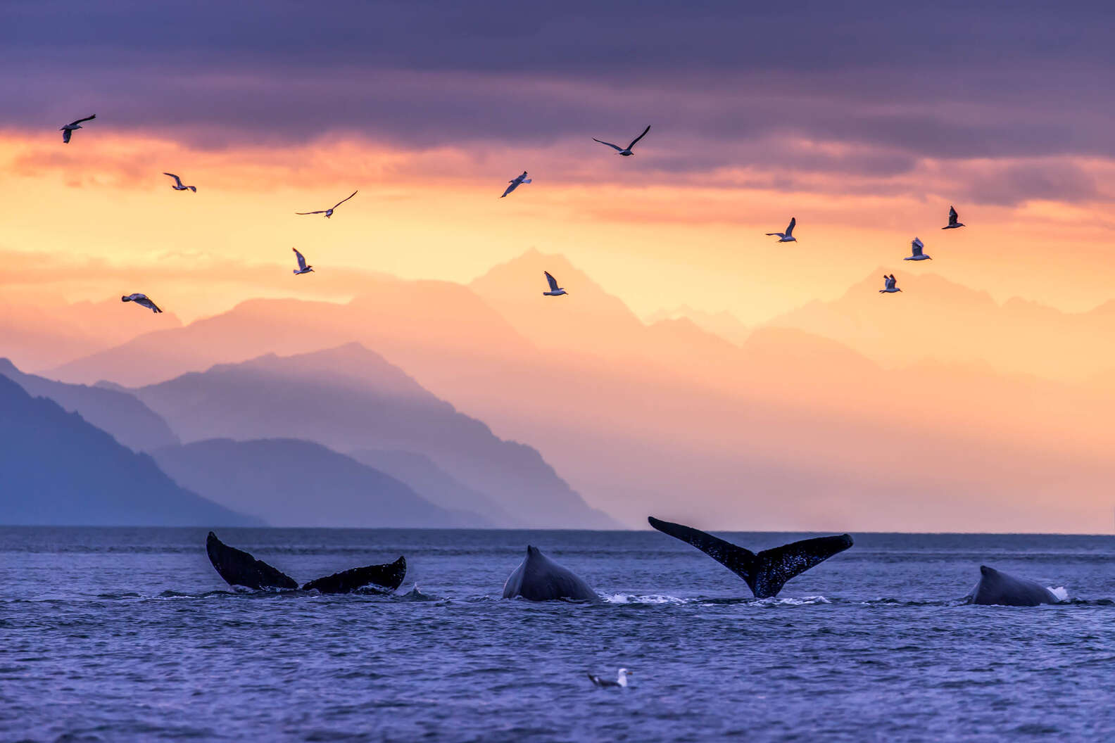 Best Whale Watching in Juneau, Alaska: When and How to See Whales