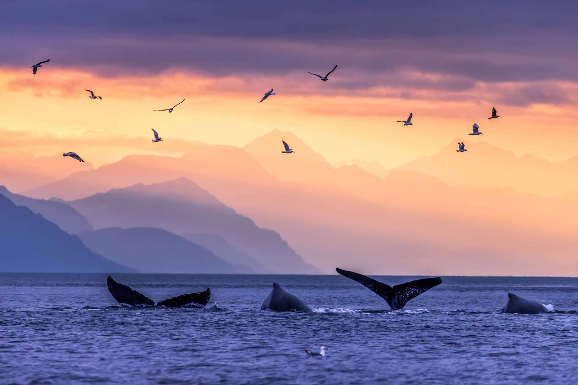 Best Whale Watching In Juneau Alaska When And How To See Whales