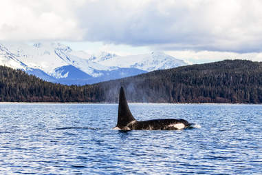 Whale surfacing in Lynn Canal