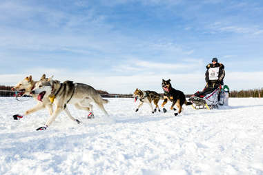 Musher Allen Moore competing in the Iditarod 