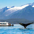 How to Go Whale Watching in Alaska