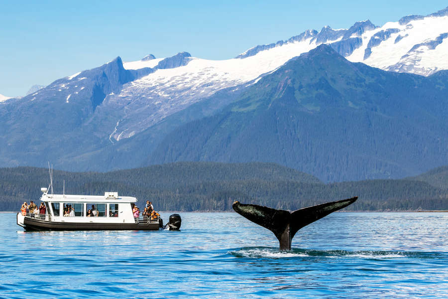 alaska travel adventures whale watching
