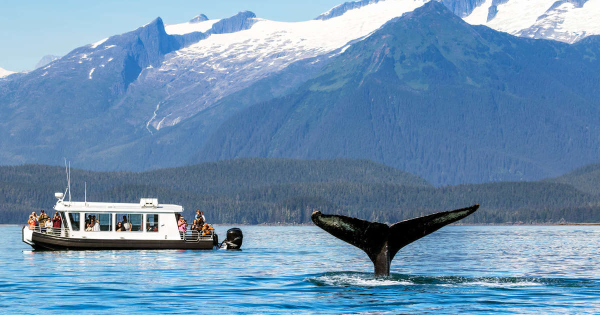 Best Whale Watching in Juneau, Alaska: When and How to See Whales ...