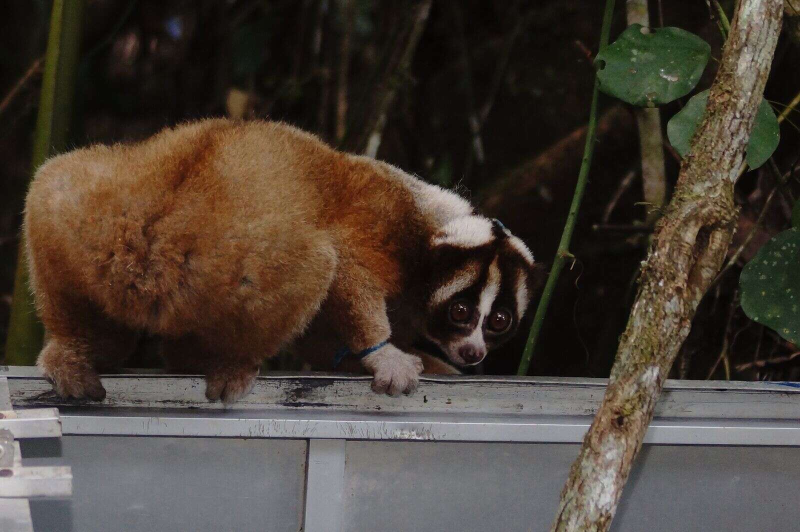 Slow loris crawling out of transport carrier