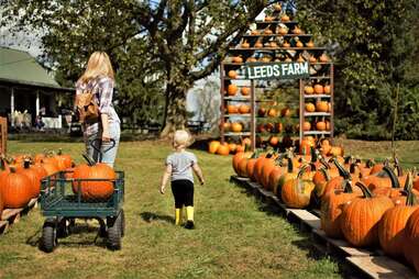 Best Pumpkin Patches In Ohio: Places To Go Pumpkin Picking & More ...